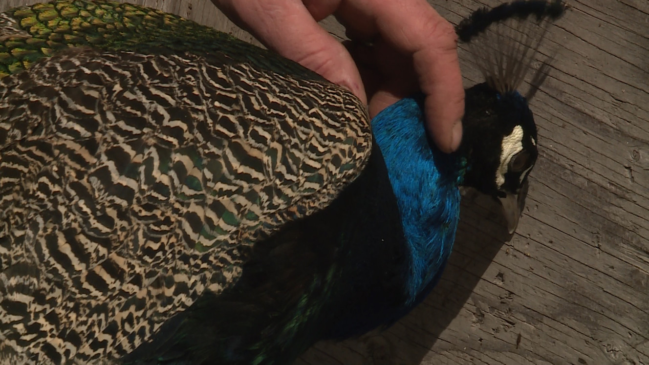 Richard Womack rubs the side of a peacock's head on April 3rd, 2018. (Photo: Ray Boone, KSL TV)