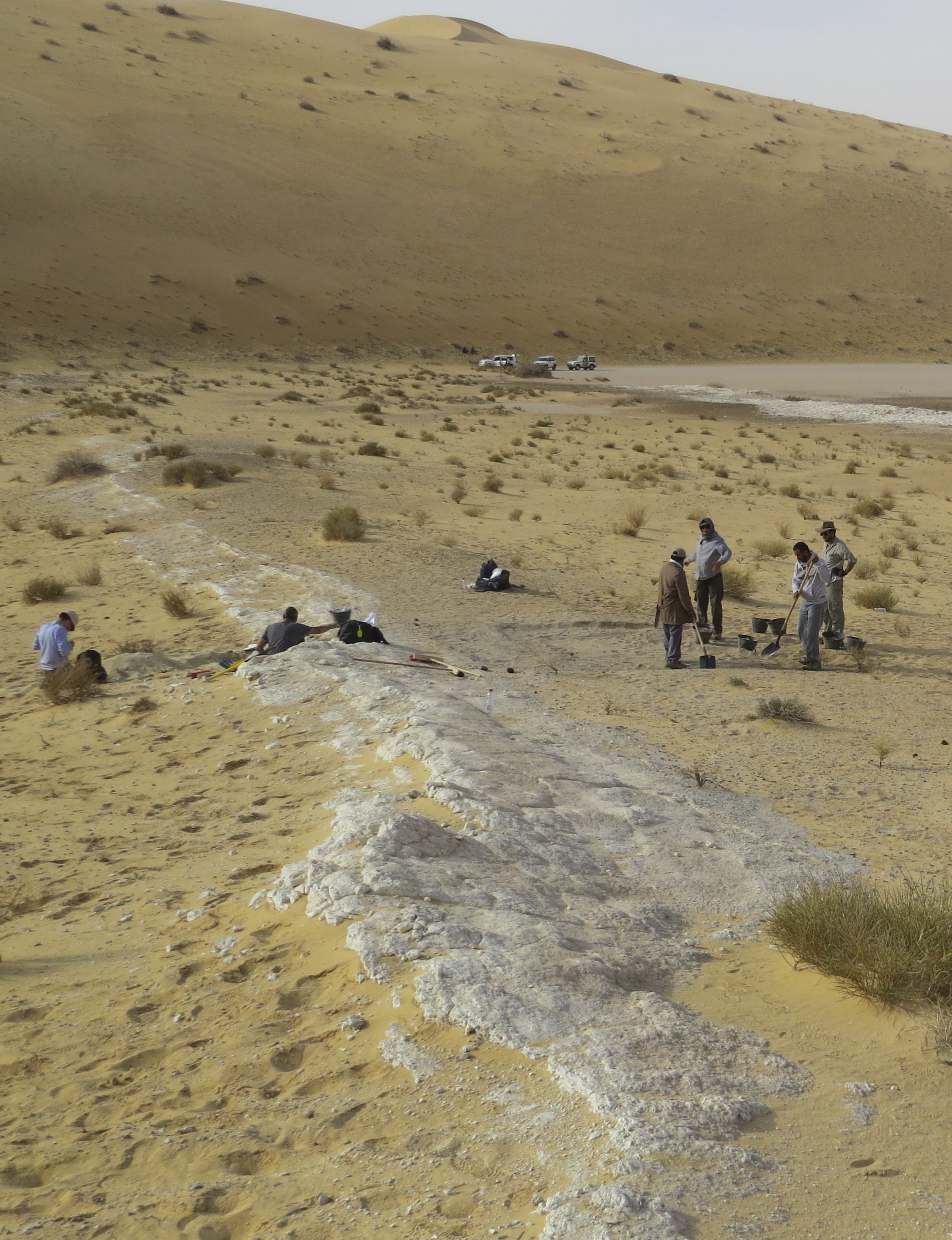 Fossil finger points to early humans entering Saudi Arabia