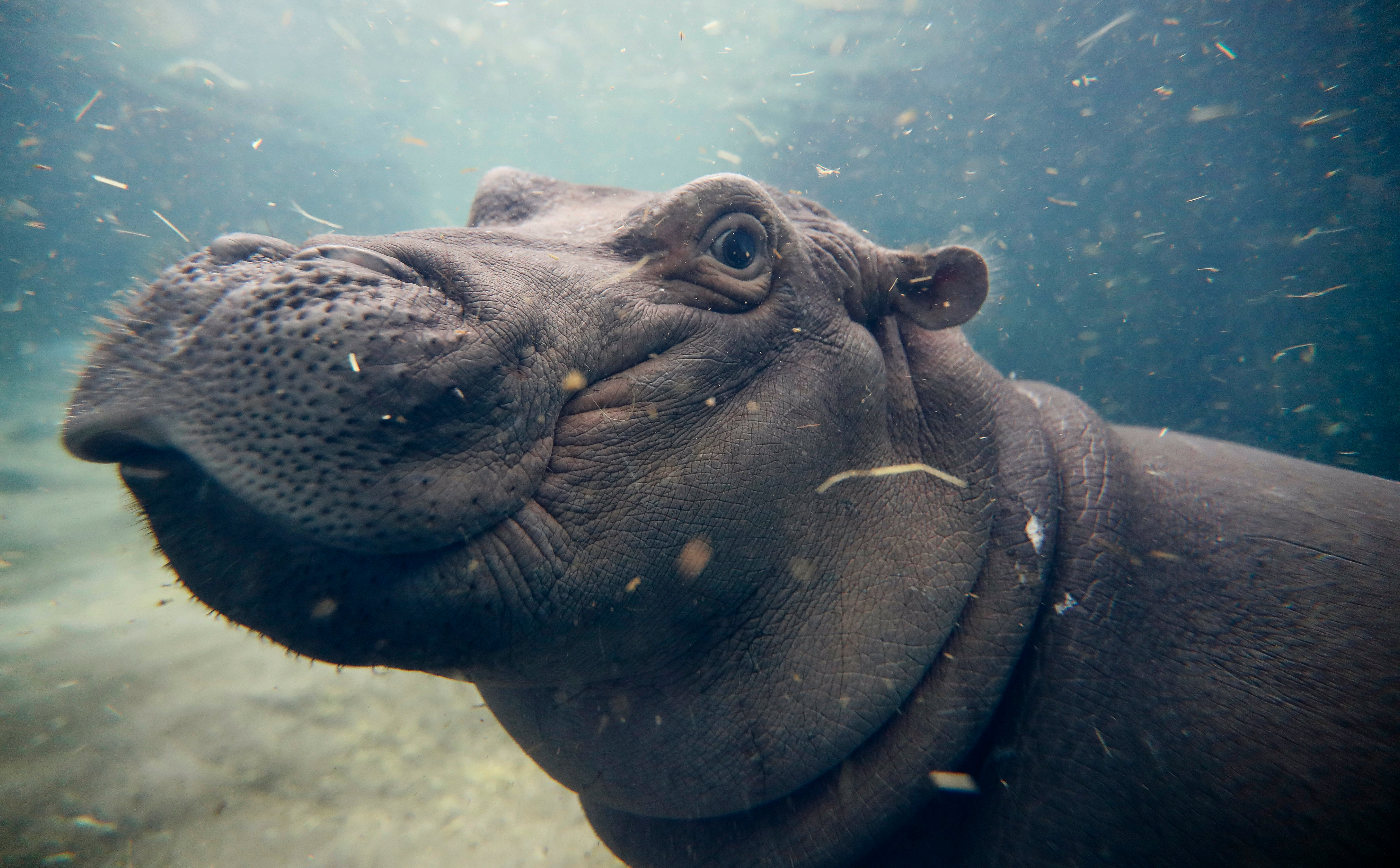 Mural at Cincinnati Zoo will feature its famous hippo, Fiona