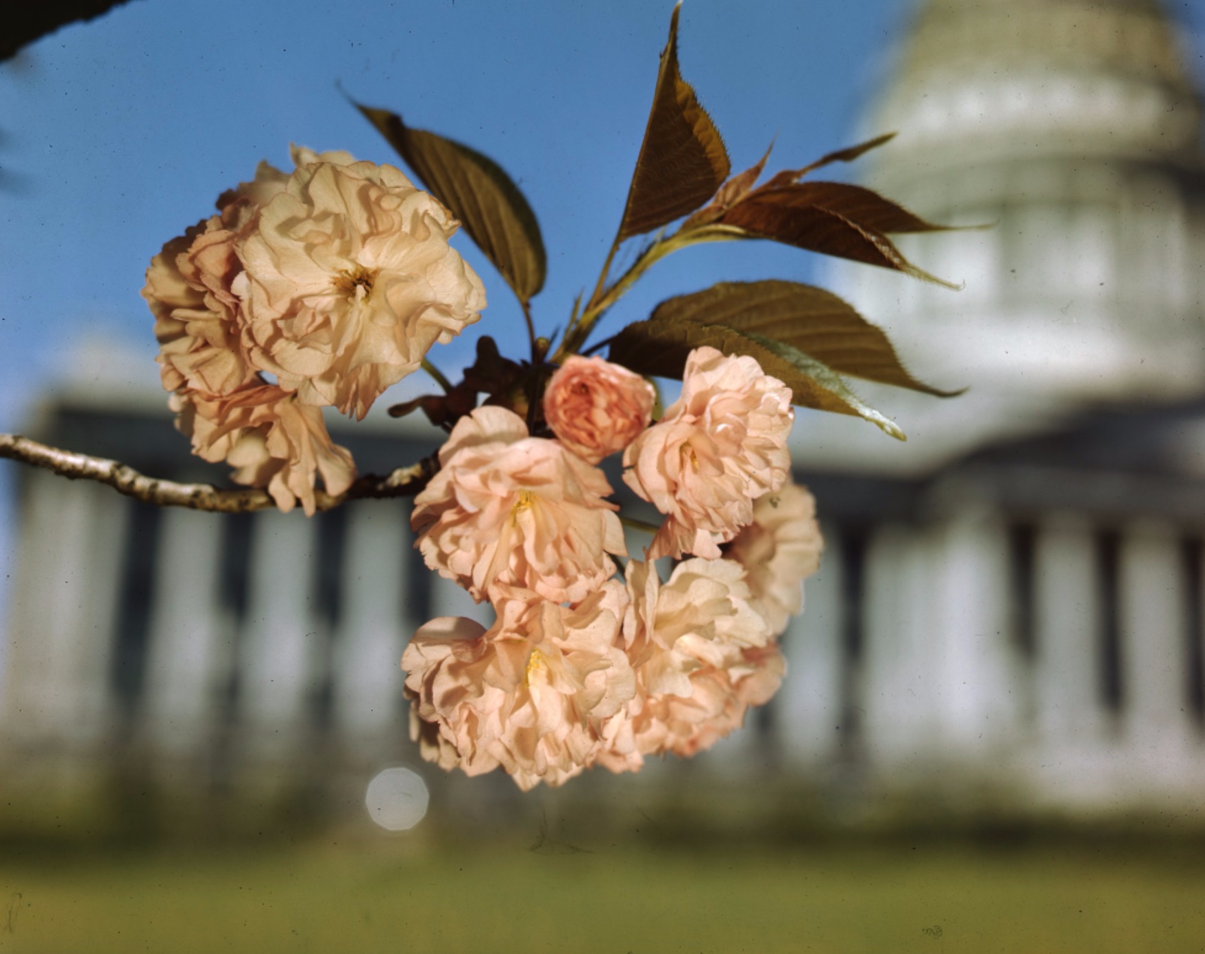 Cherry blossom trees in front of the Capitol in a photo taken in the 1940s (Photo: Utah State History)