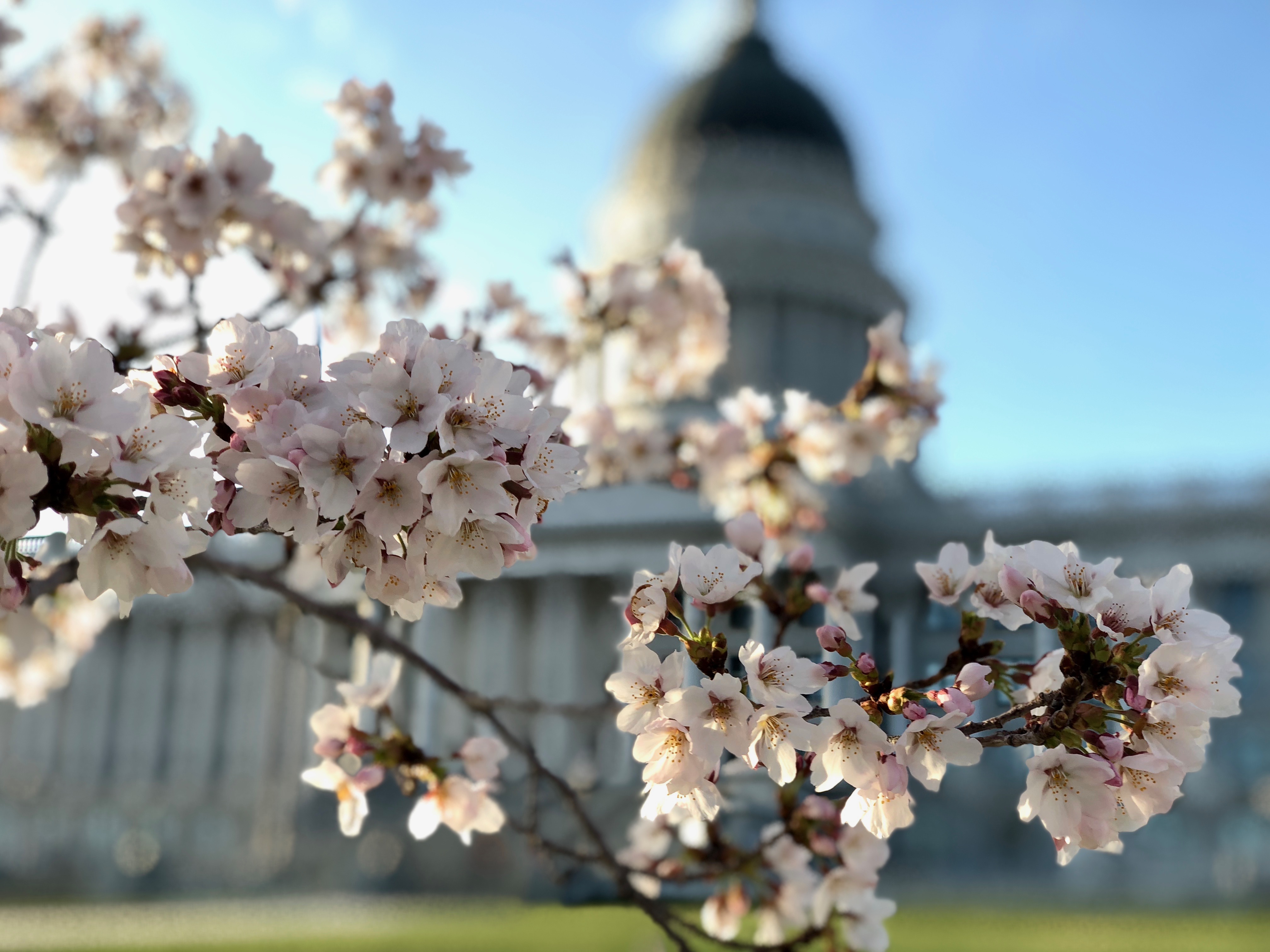 The cherry blossom trees at the Utah Capitol on Sunday, April 8, 2018 (Photo: Carter Williams, KSL.com)