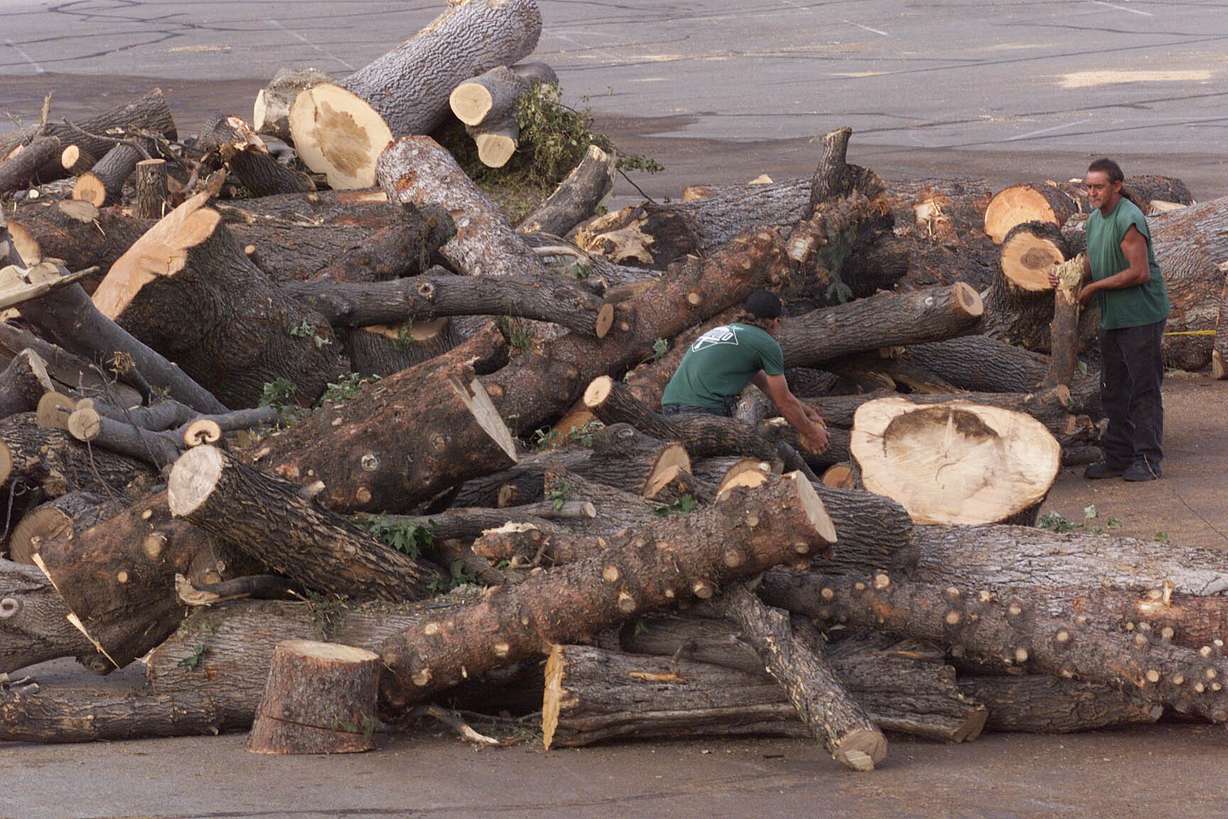 Chris Chavez, right, and Duwayne Warner, Diamond Tree Experts, look through fallen Capitol lawn trees after a tornado struck on Aug. 14, 1999 (Photo: Jeffrey D. Allred, Deseret News Archives)