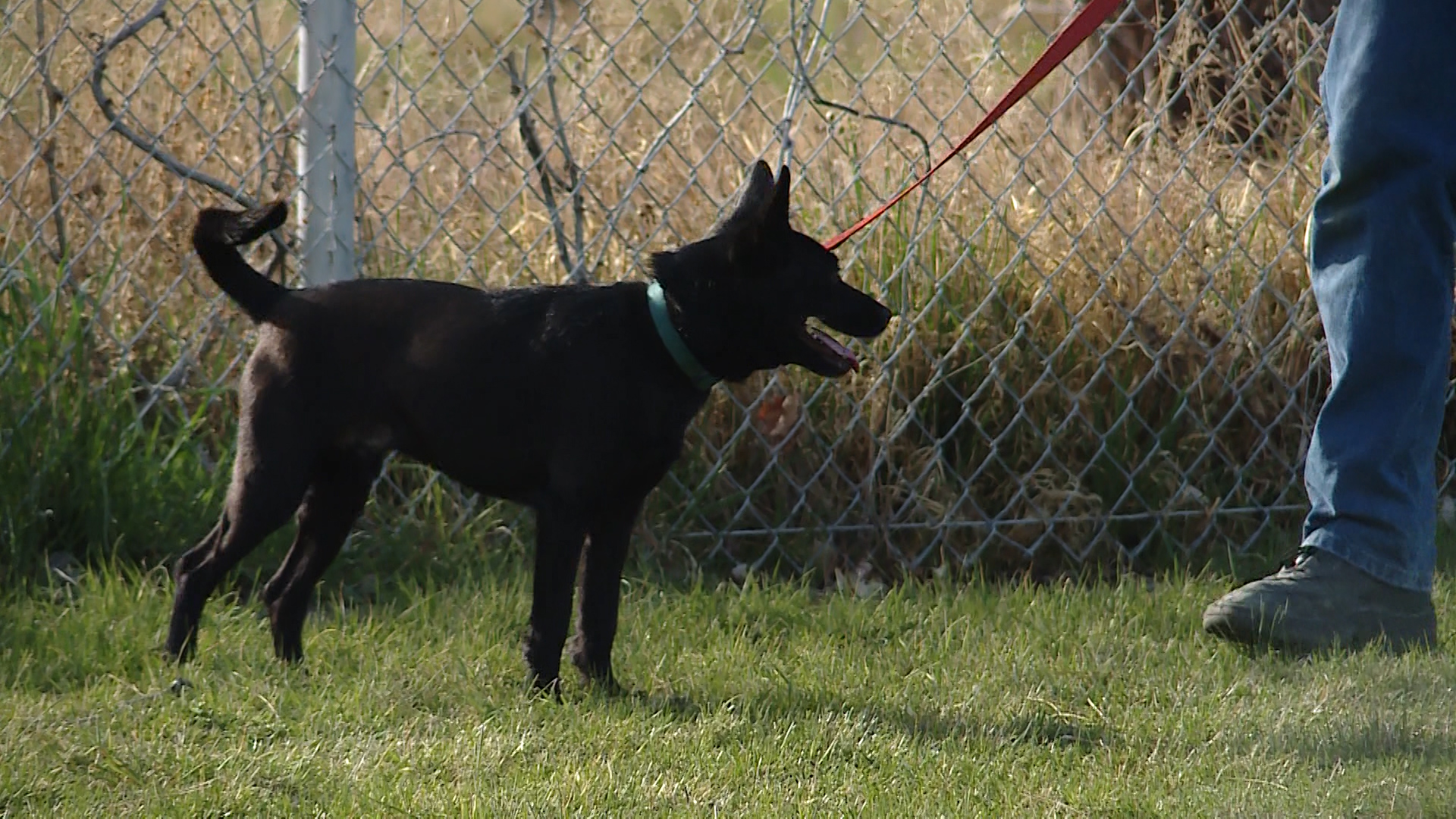 K 9 style obedience class offered for regular dogs KSL com