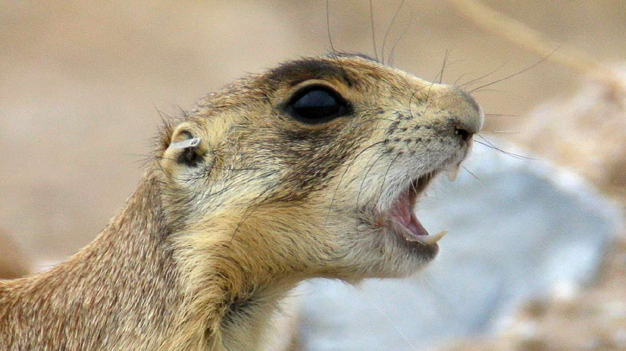 Trump administration loosens Utah prairie dog protections