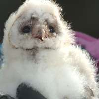 Baby owls relocated from Idaho haystacks to Utah nests