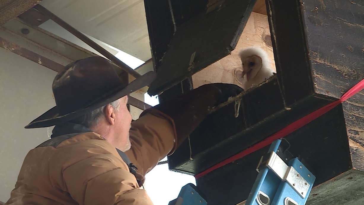 Darin Day places baby barn owls in a nesting box, where adult owls will adopt them. It's something he often does, in an effort to keep the species safe and thriving. (Photo: Meghan Thackrey, KSL TV)