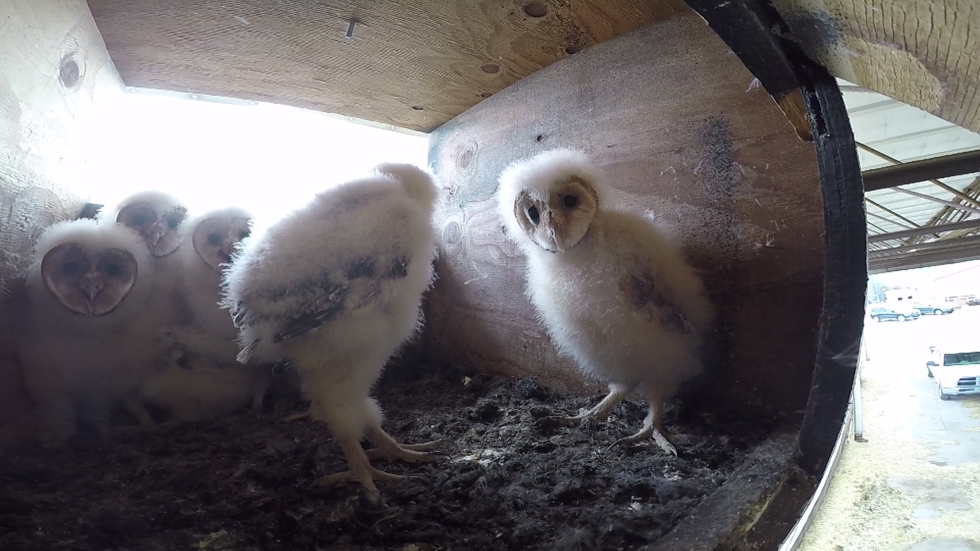 Baby barn owls look out from a nesting box. On Friday, April 13, 2018, Darin Day relocated a few baby owls like these to nesting boxes, where adult owls will adopt them. It's something Day often does, in an effort to keep the species safe and thriving. (Photo: Meghan Thackrey, KSL TV)