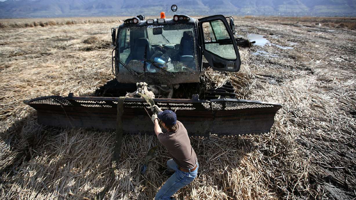 Wrangling invasive phragmites is daunting, dirty job