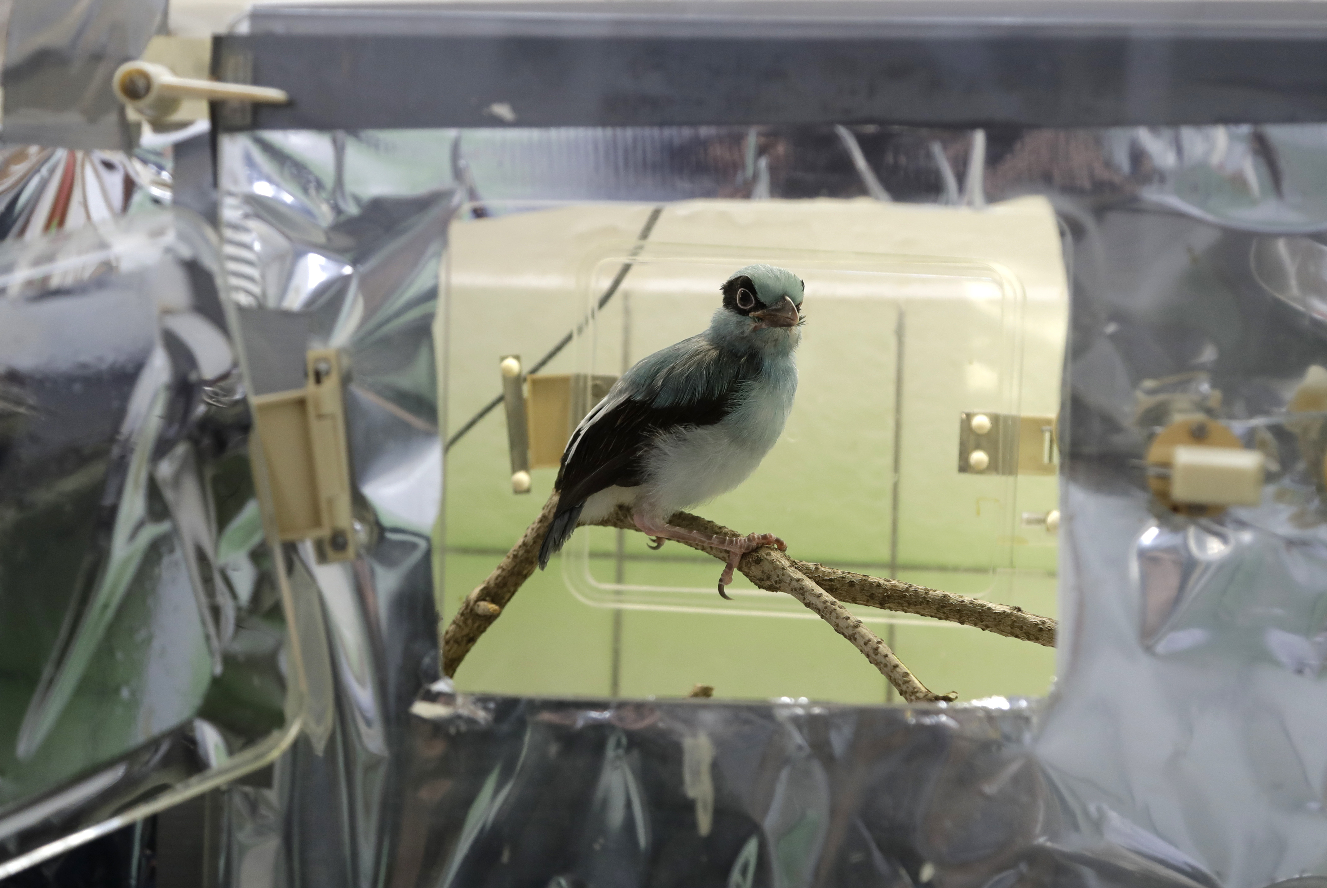Prague zookeepers use puppet to raise endangered magpie