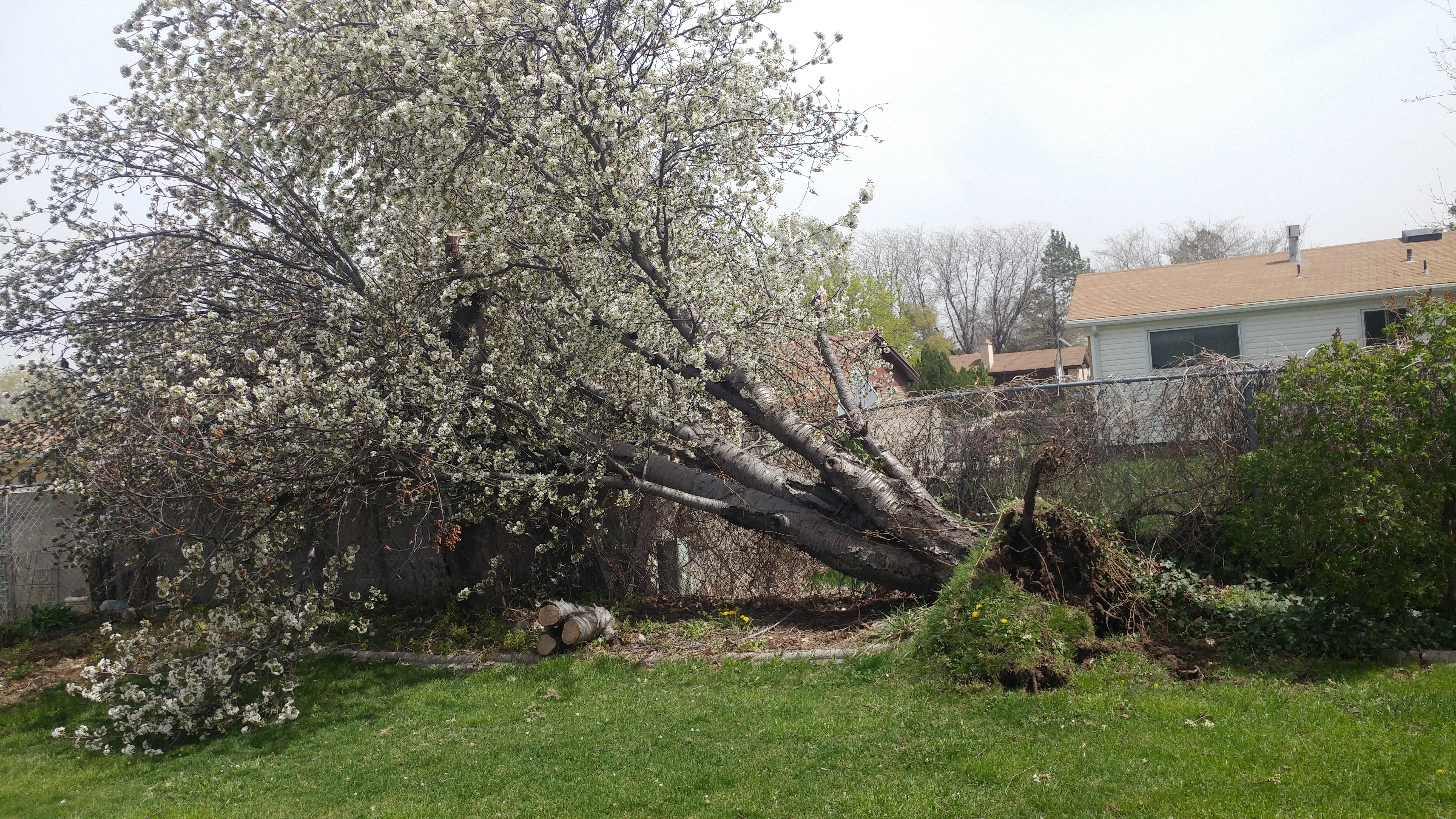 User submitted: Wind storm blows up dust, downs trees, power lines