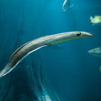 The 5 most unusual fish stocked in Utah Lake