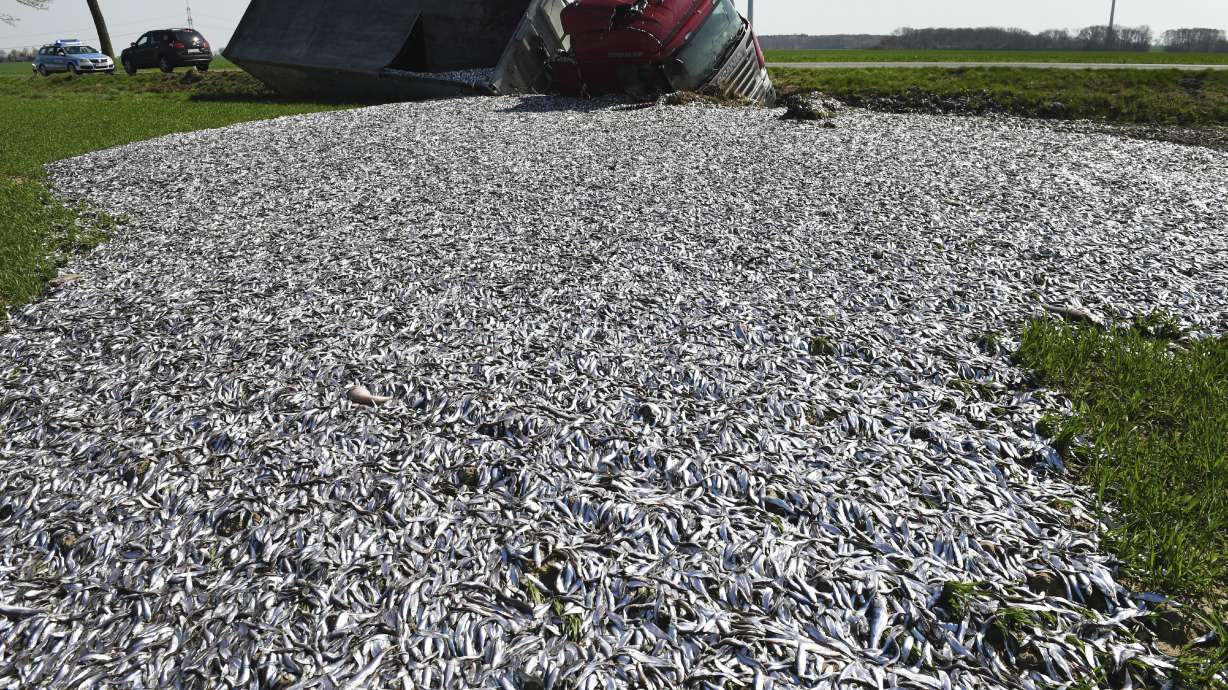 Germany: Truck tips over, floods field with fish