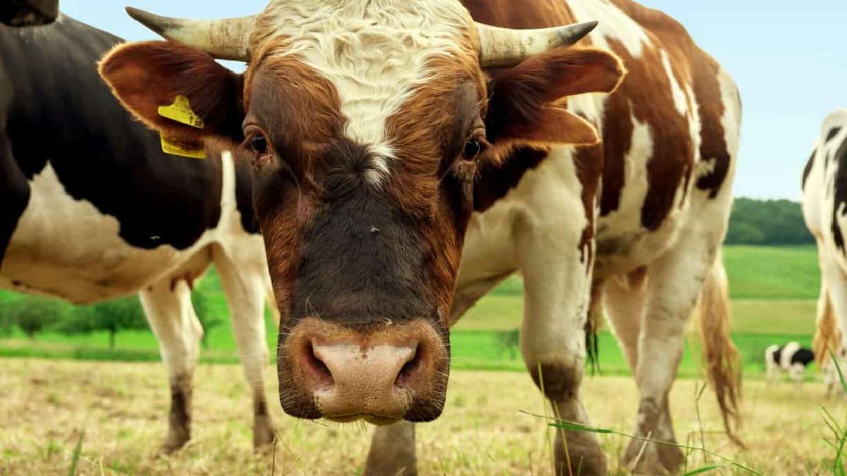 How to decrease pollution caused by food