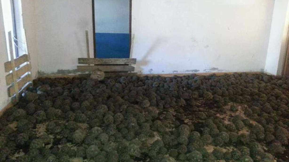 Hogle Zoo helps rescue 10K tortoises from illegal pet trade in Madagascar