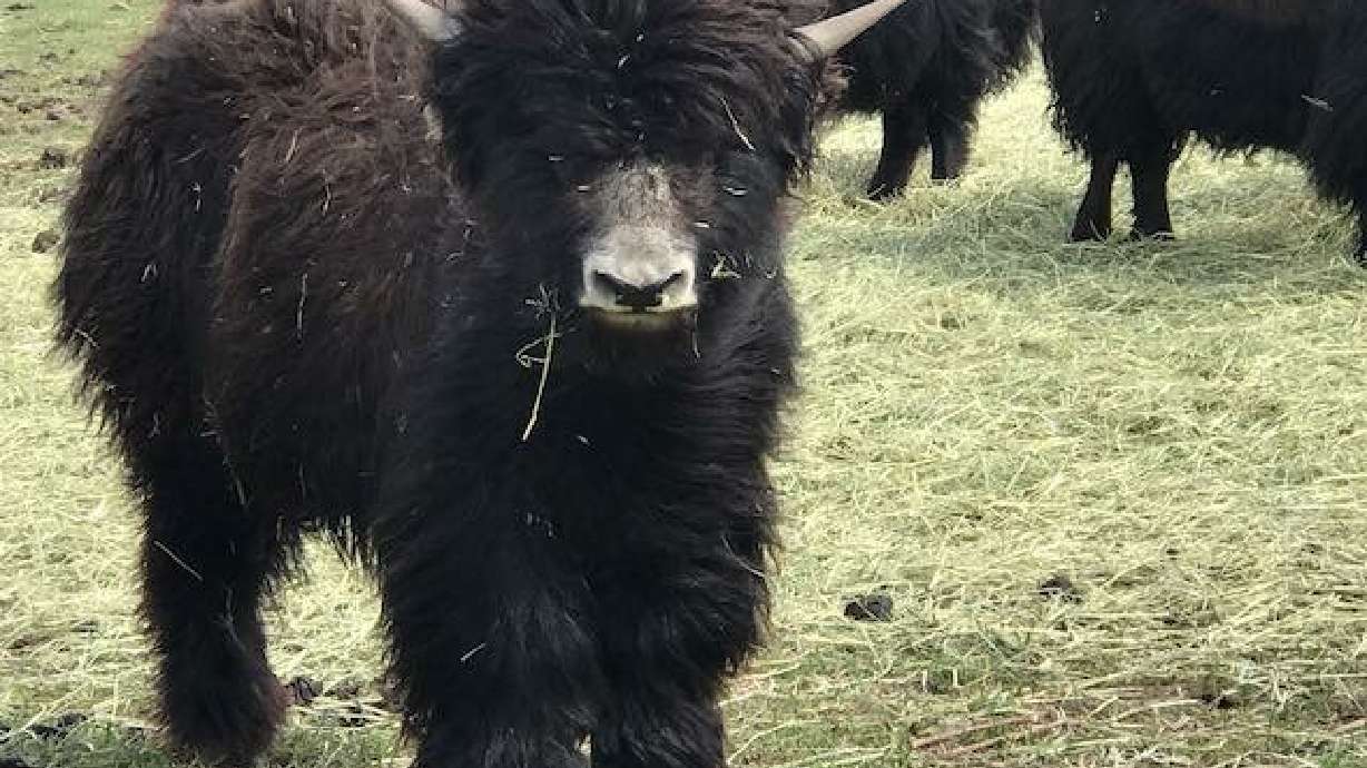 Eden yak rancher welcomes 11 newborn calves in the last month