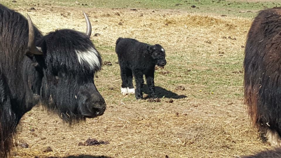 (Photo: Nordic Valley Yak Ranch)