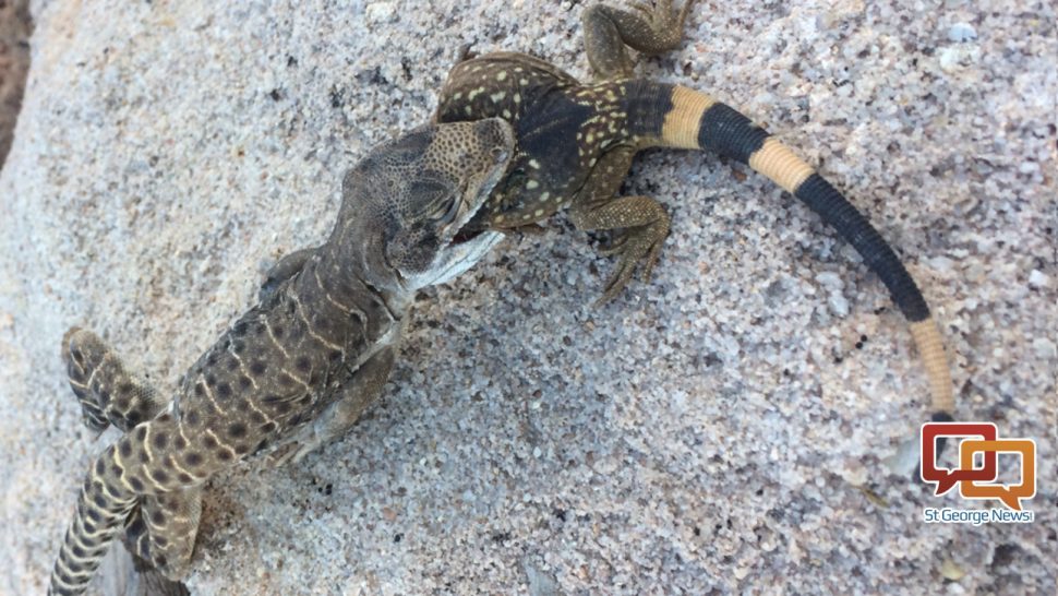 Breakfast gone wrong: Cannibalistic lizard chokes to death on fellow reptile