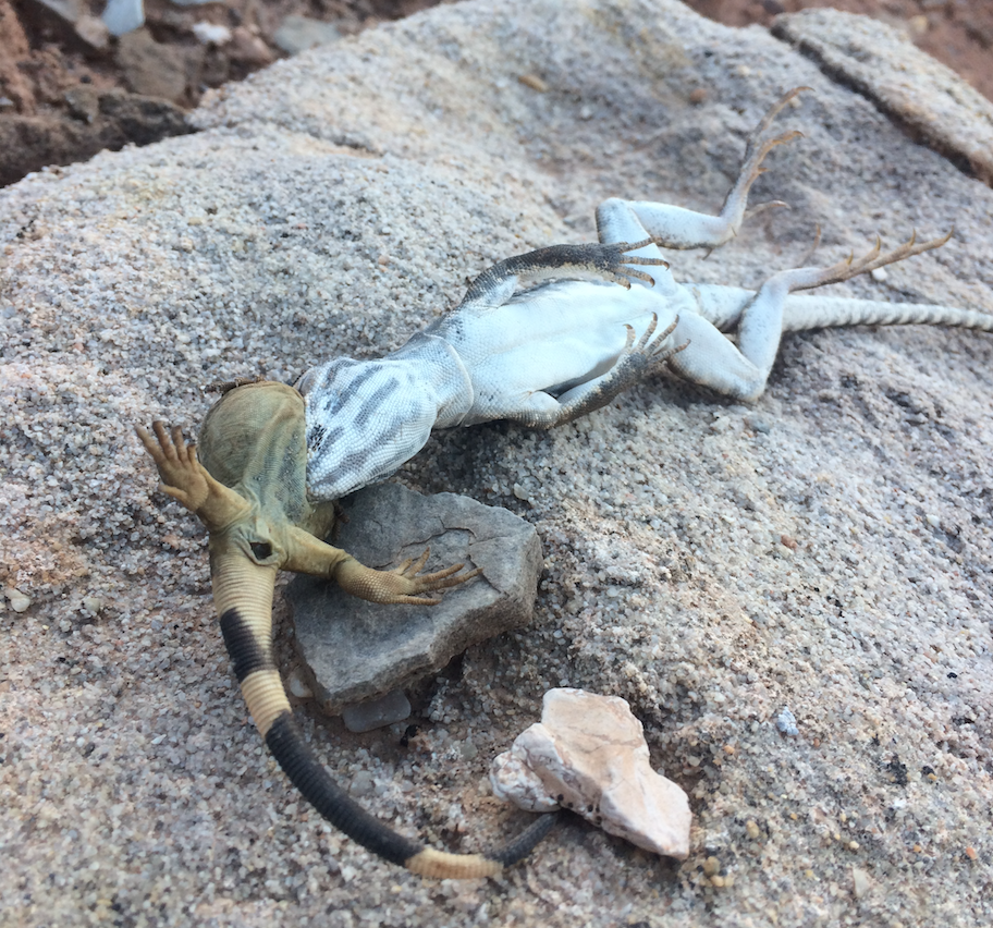 Breakfast gone wrong Cannibalistic lizard chokes to death on fellow