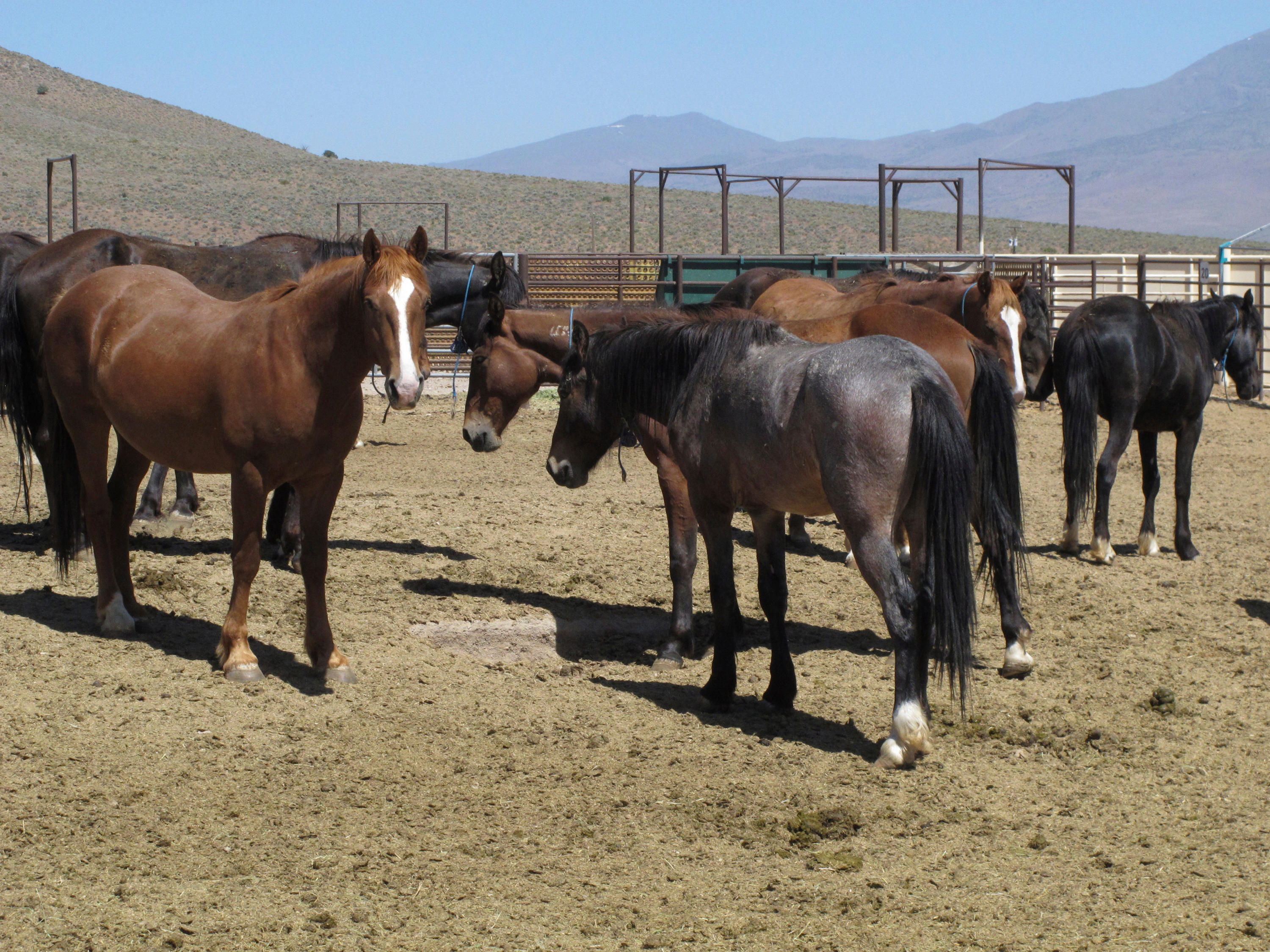 US agency may offer $1,000 to people who adopt wild horses