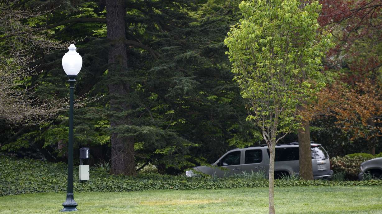 White House mystery: Where is Macron's gifted oak tree?