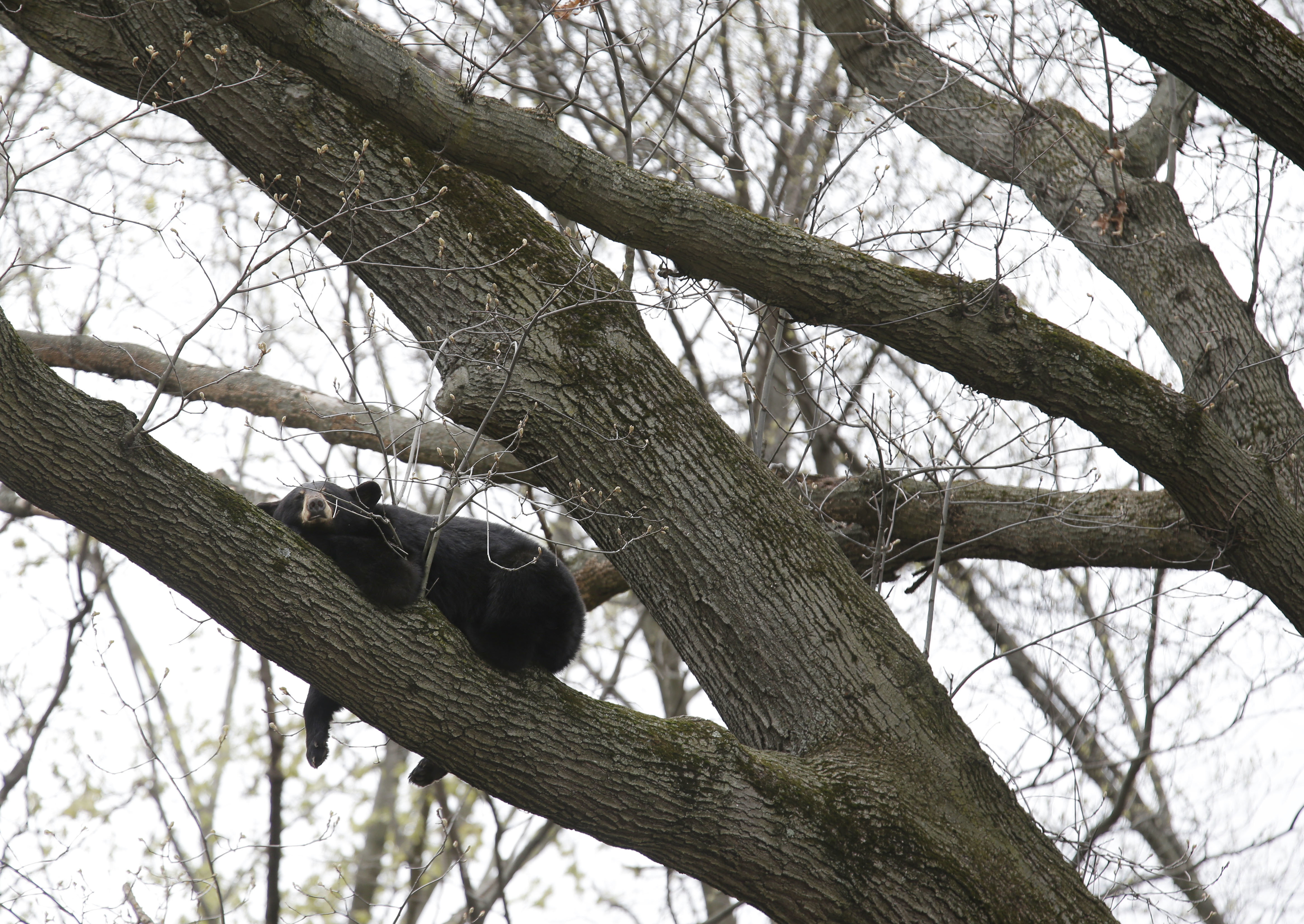 Sleeping black bear comes down from tree near home