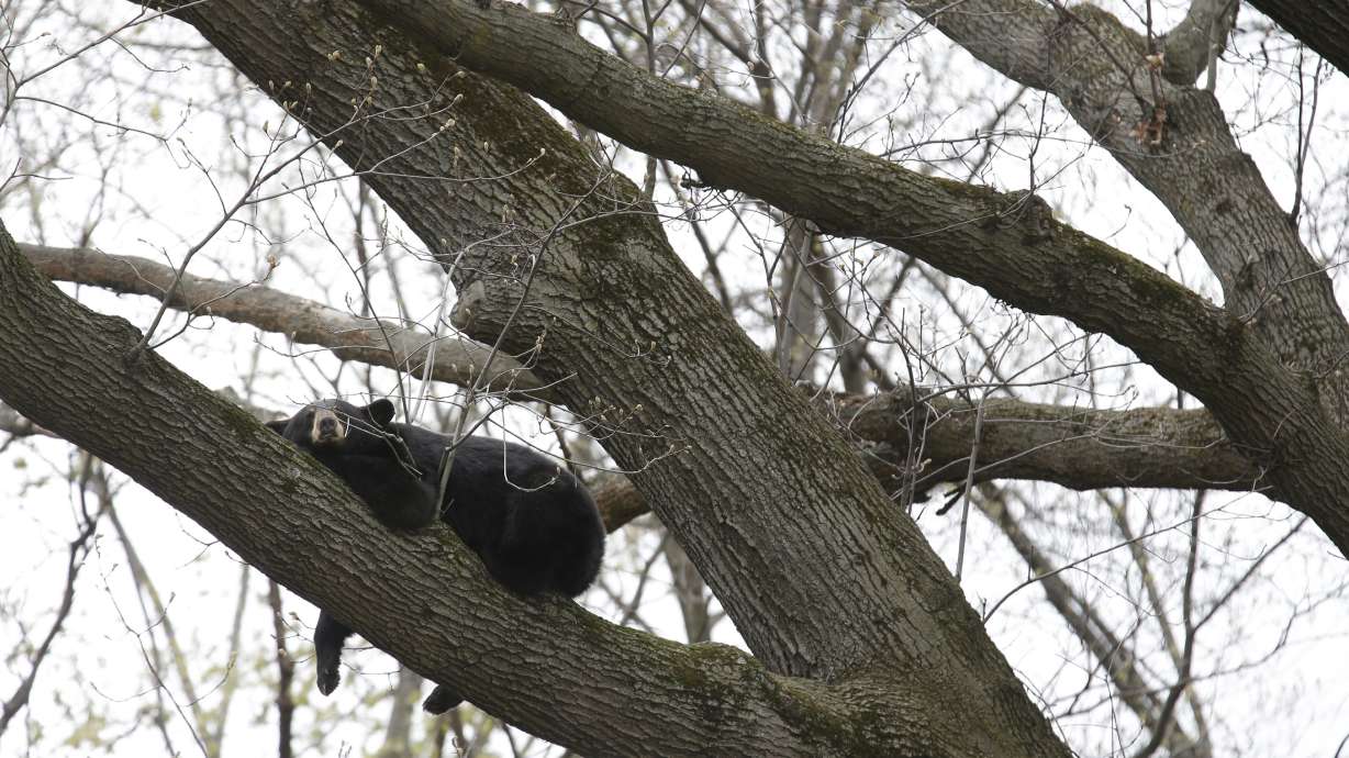 Sleeping black bear comes down from tree near home