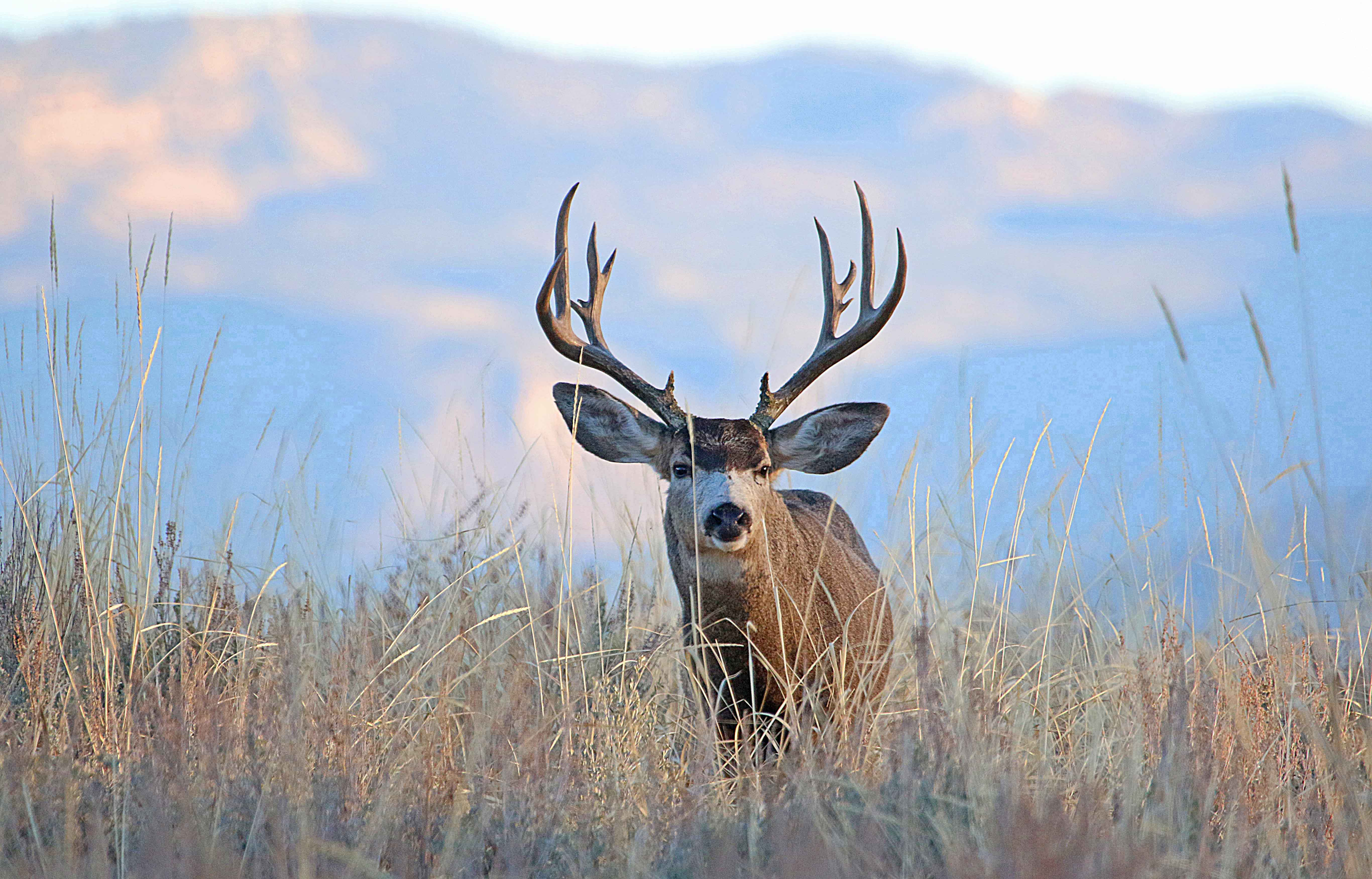 New Tooele County areas to be opened for big-game hunting in proposed BLM land exchange