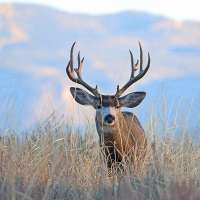 New Tooele County areas to be opened for big-game hunting in proposed BLM land exchange