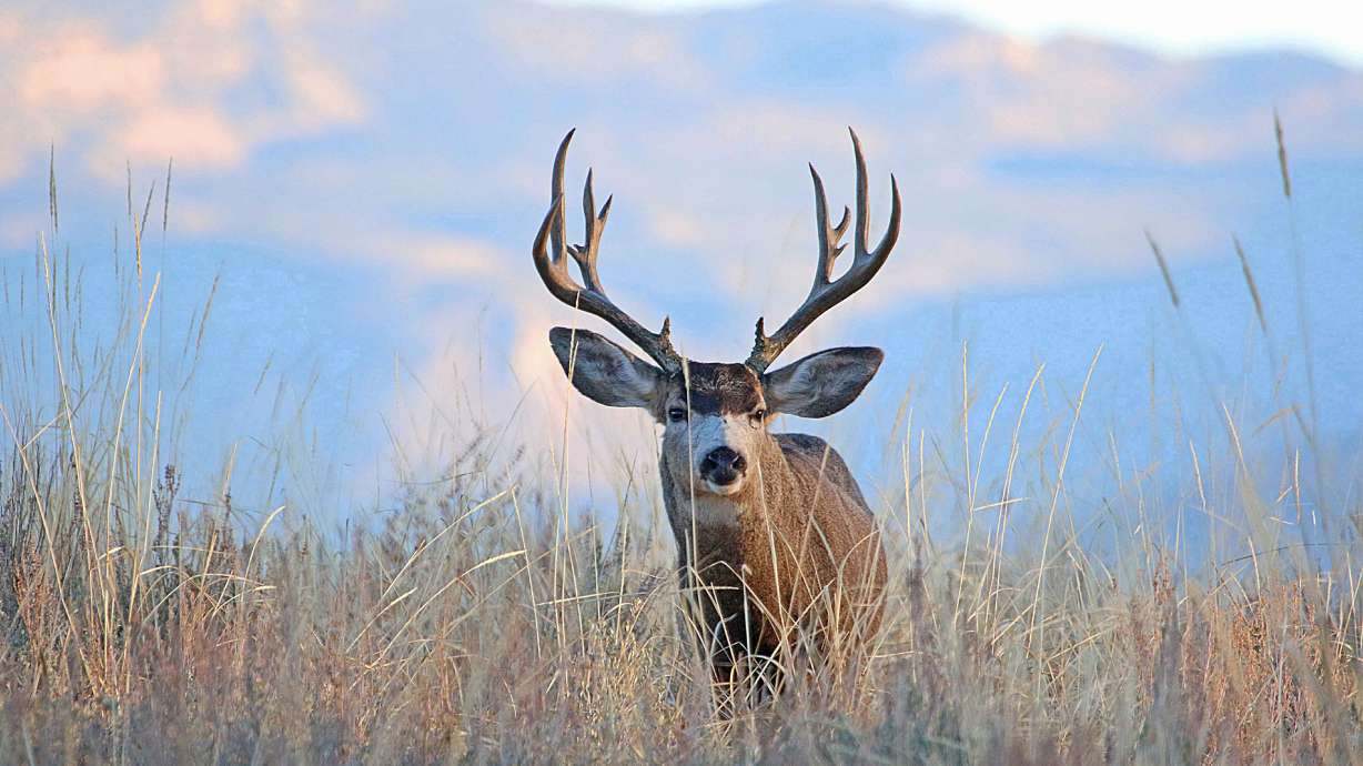 New Tooele County areas to be opened for big-game hunting in proposed BLM land exchange