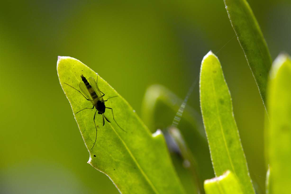 This undated photo shows an adult midge, about ¼ inch (6 millimeters) long, the most common type of aquatic insect found in the Colorado River ecosystem. Beginning Saturday, May 5, 2018, water will be low and steady to benefit bugs and the things that eat bugs, as the dam that holds back Lake Powell will decrease flows over the weekend to give bug eggs a better chance for survival. (Jeremy Monroe/Freshwaters Illustrated/USGS via AP)