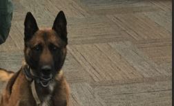 K9 Officer Rino, Davis County