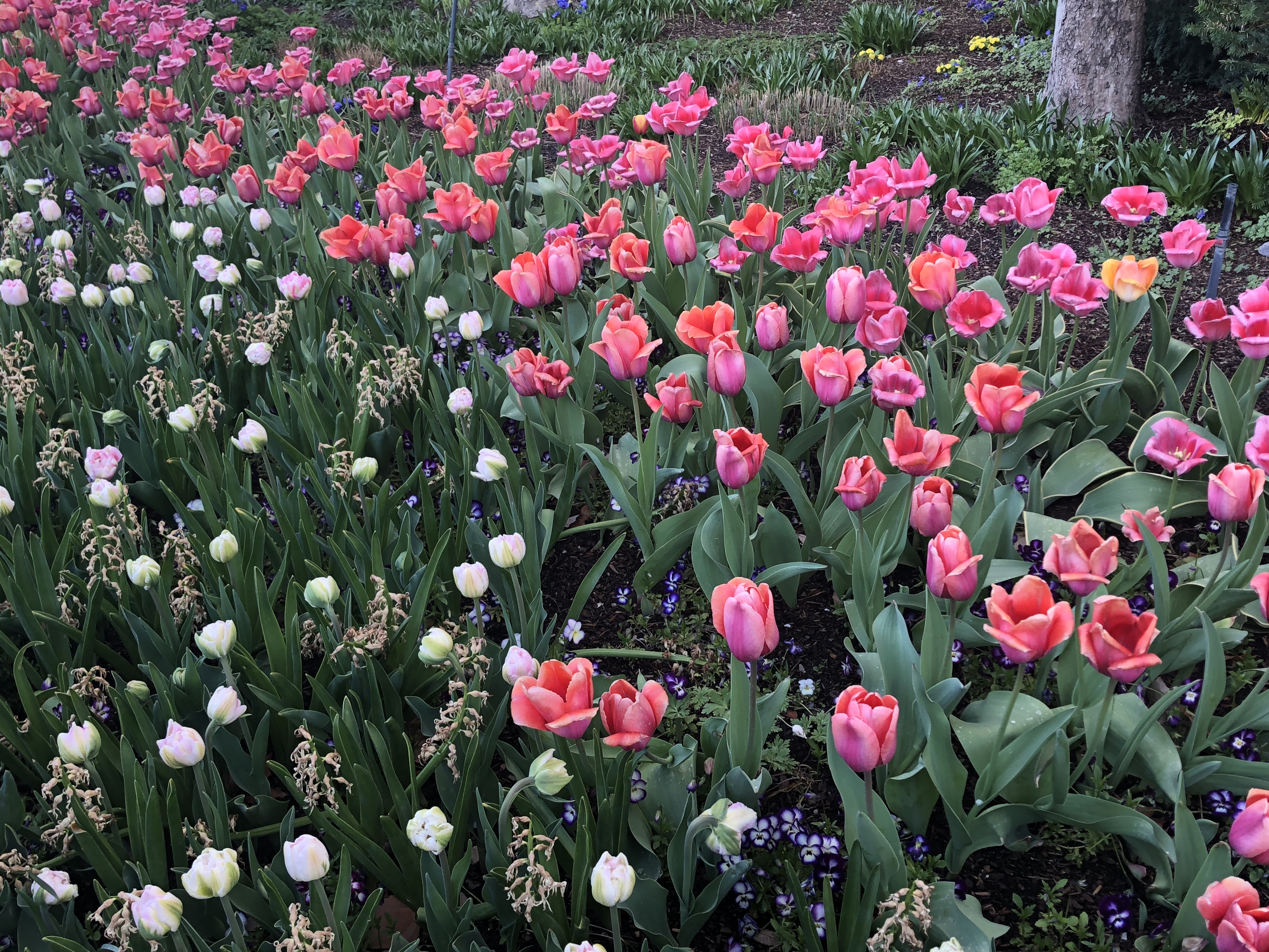 User submitted: Tulip festival and more spring photos