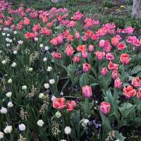 User submitted: Tulip festival and more spring photos