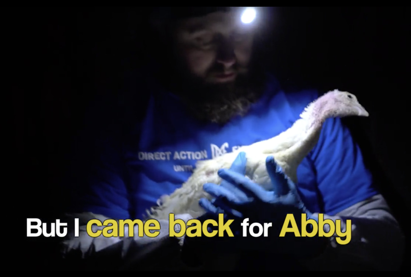 A still image from a video produced by the California-based Direct Action Everywhere. The group in November released the video it says was shot over the course of nine months at a turkey farm in Moroni, claiming it shows deplorable conditions at the farm. Six of its members were charged Wednesday with theft and burglary, accused of breaking in and taking a bird with them in January 2017. (Photo: Direct Action Everywhere)