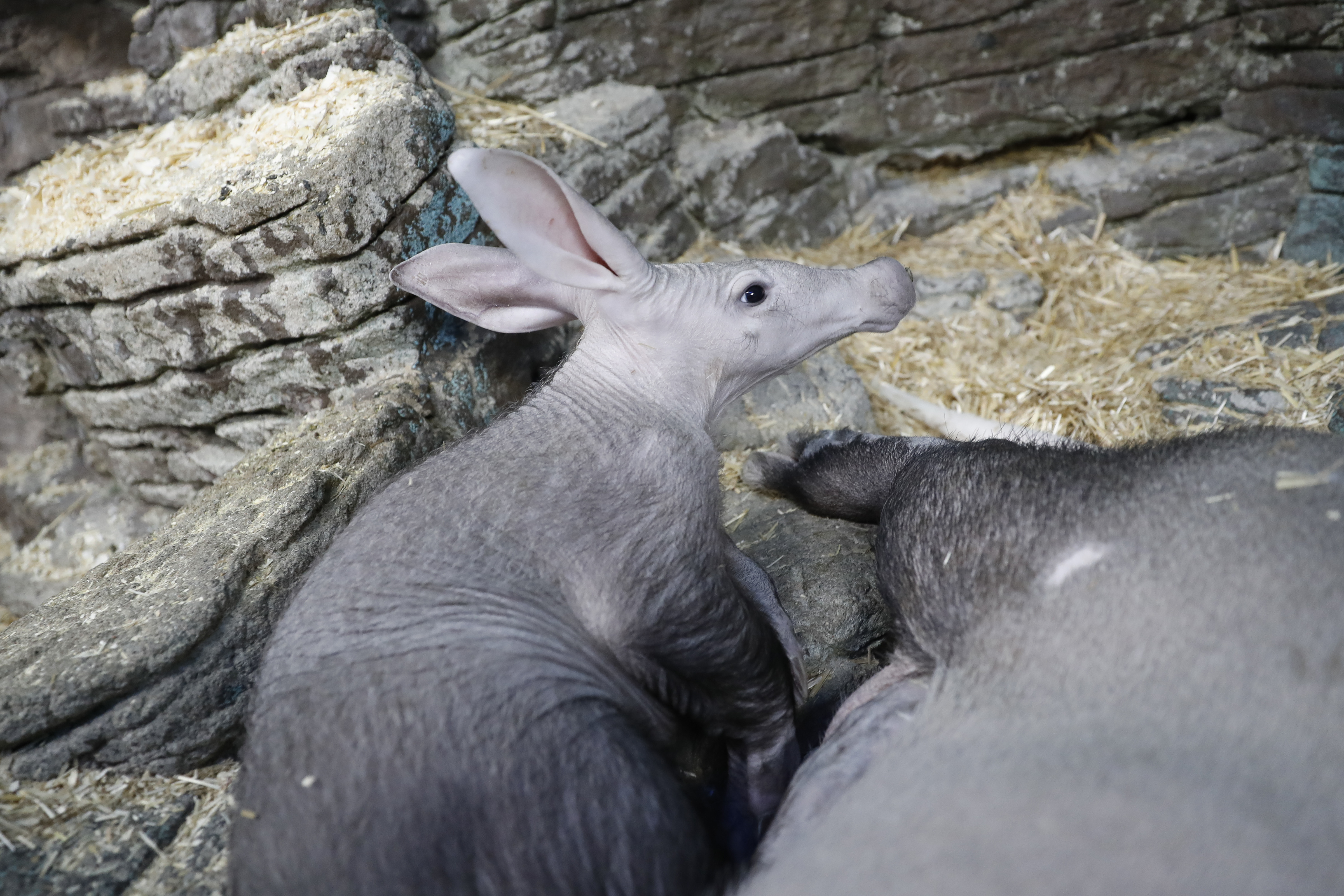 Zoo's aardvark contributes to national animal milk research