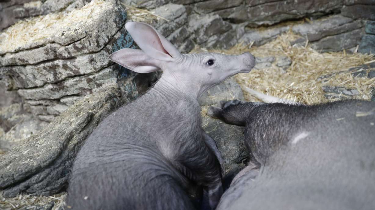 Zoo's aardvark contributes to national animal milk research