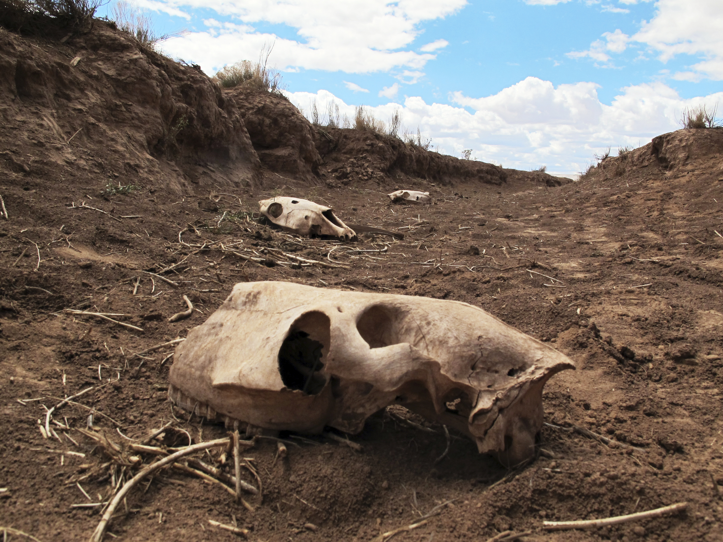 This Thursday, May 3, 2018 photo shows skeletal remains of animals in a ravine adjacent to a watering hole where dozens of horses were discovered dead near Cameron, Ariz. Photo: AP Photo