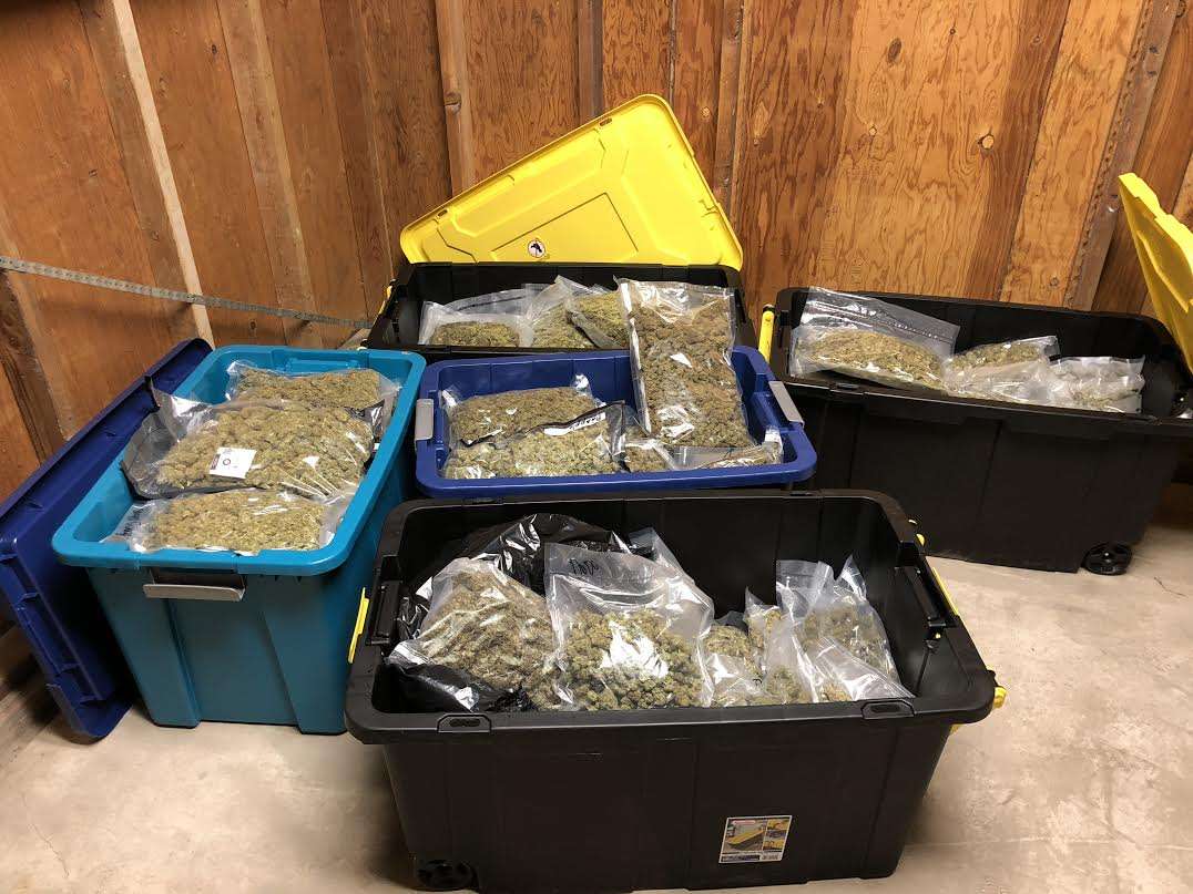 More than 100 pounds of marijuana and $46,000 in cash were seized from a basement apartment in Riverton this week. (Photo: Unified Police Department)