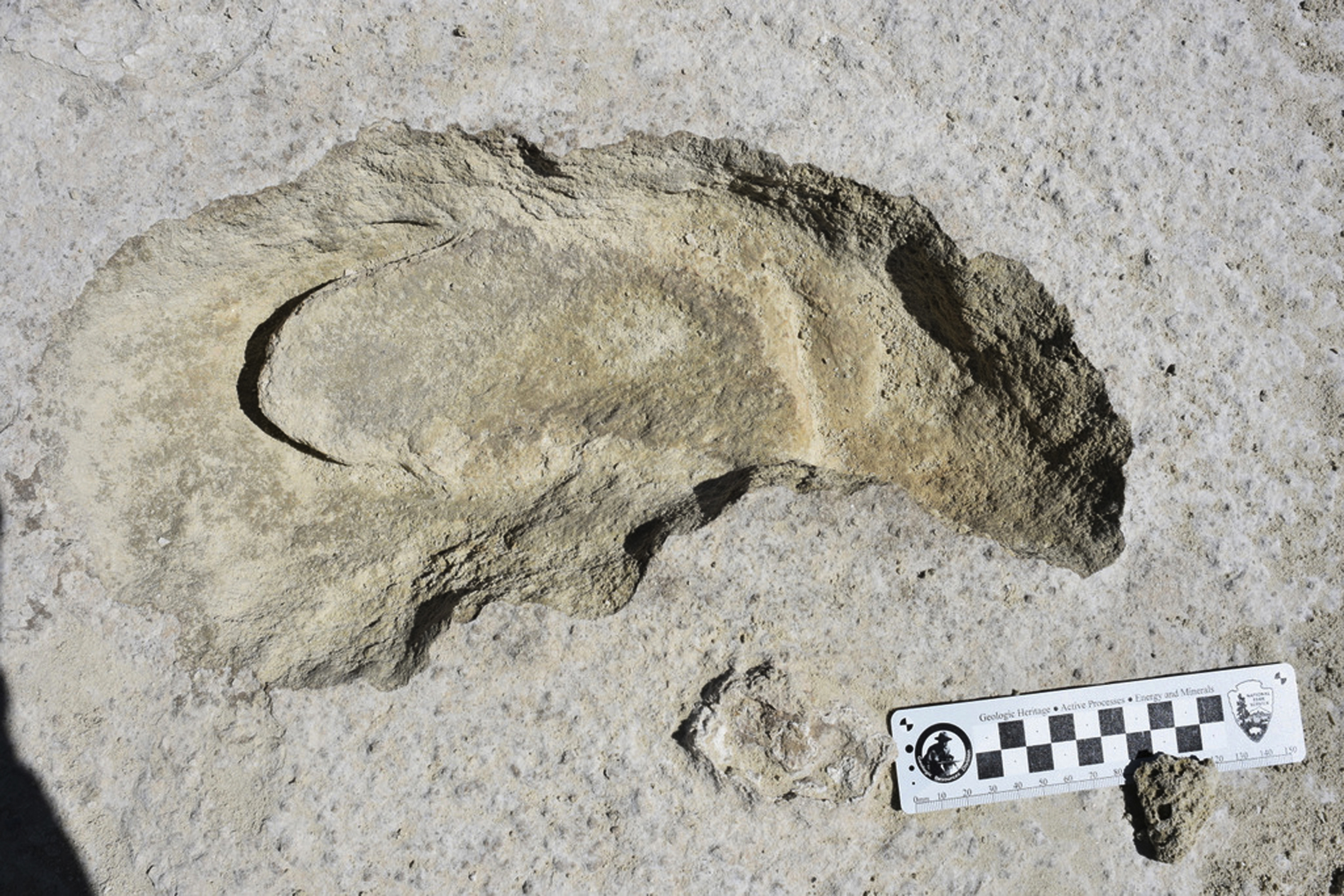 Scientists say fossilized footprints tell tale of sloth hunt