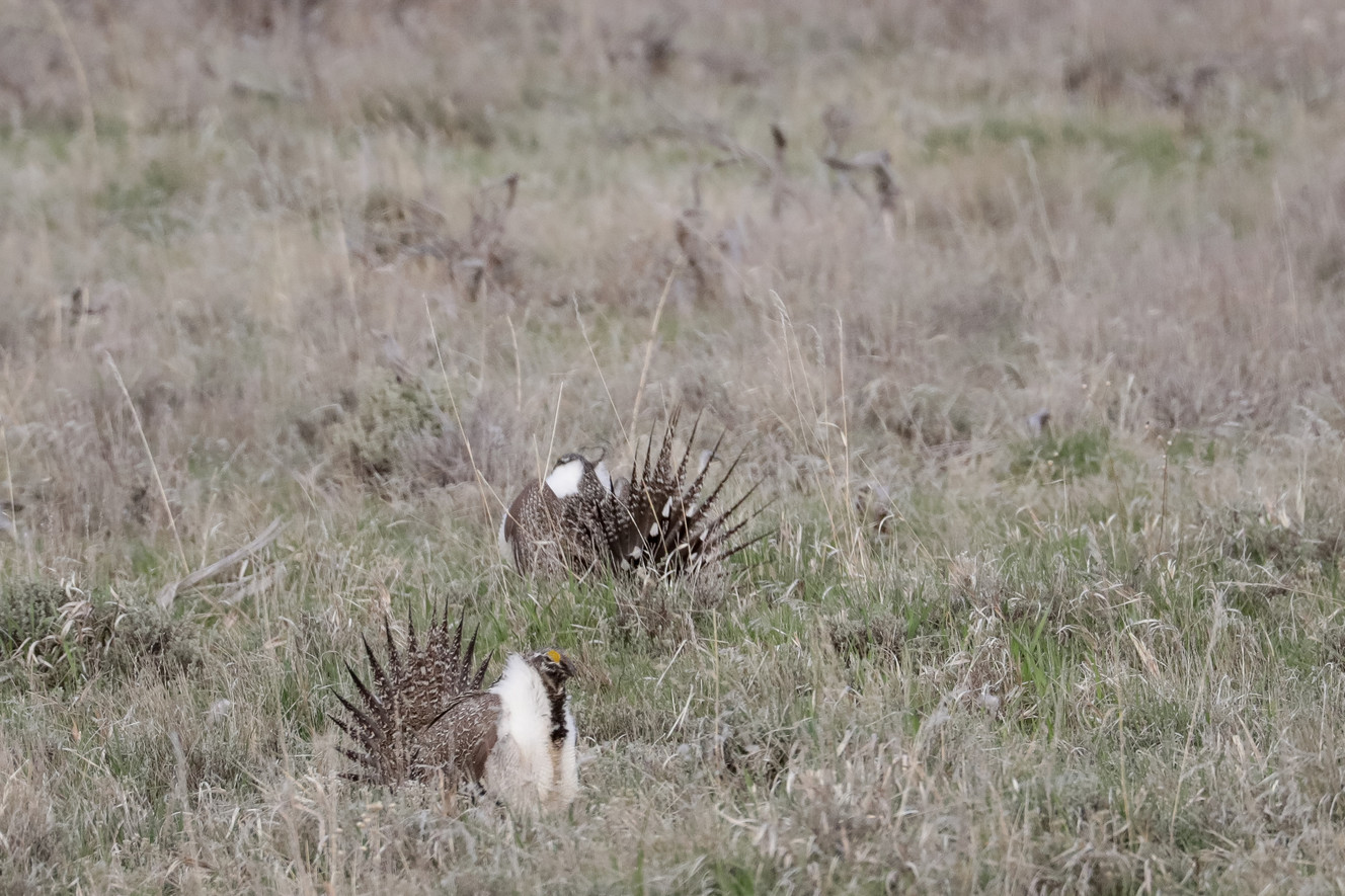 Greater sage grouse plans get a do-over