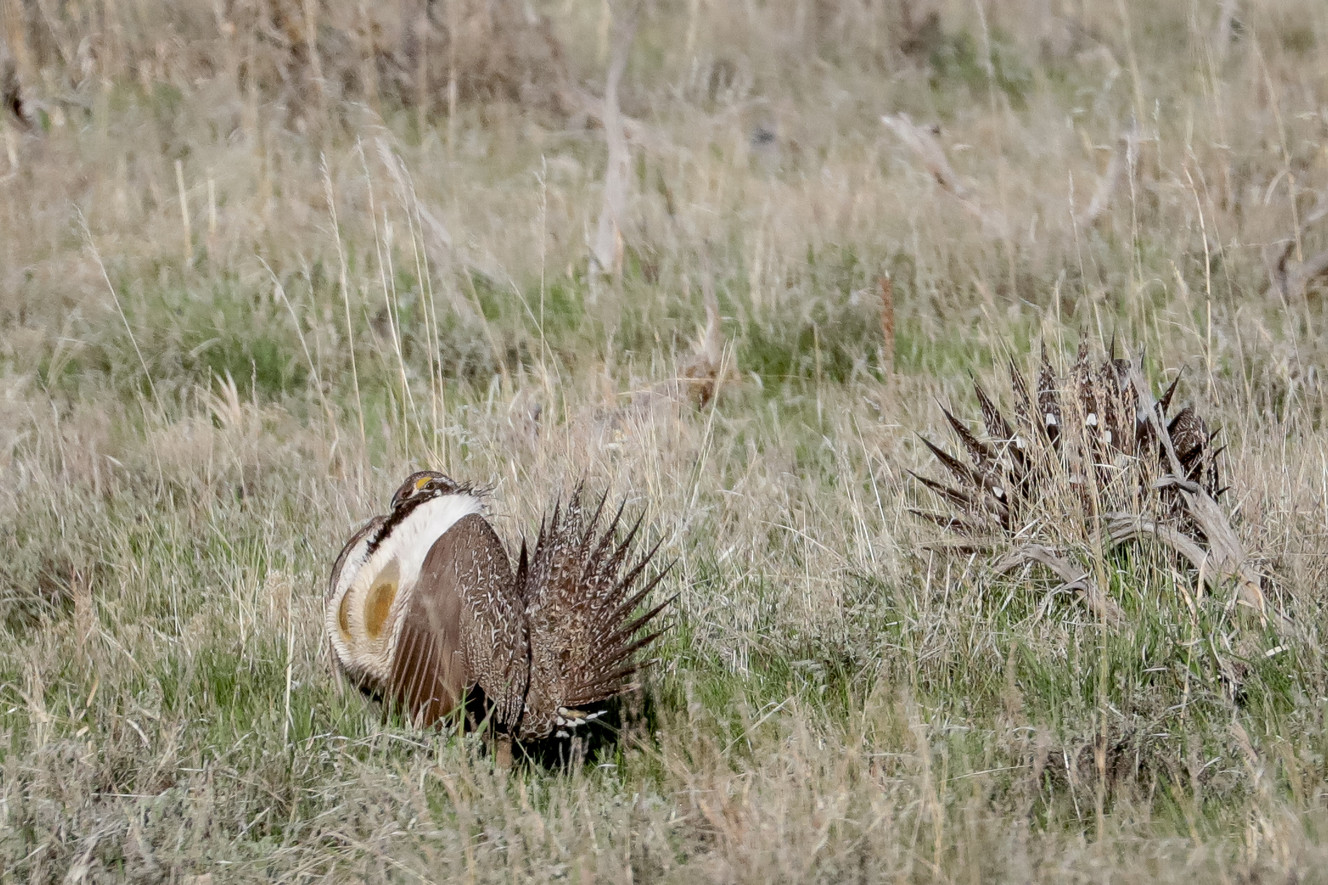 Male greater sage grouse gather in a lek to perform strutting displays in order to attract females to mate with near Henefer on Sunday, May 6, 2018. (Photo: Spenser Heaps, KSL)