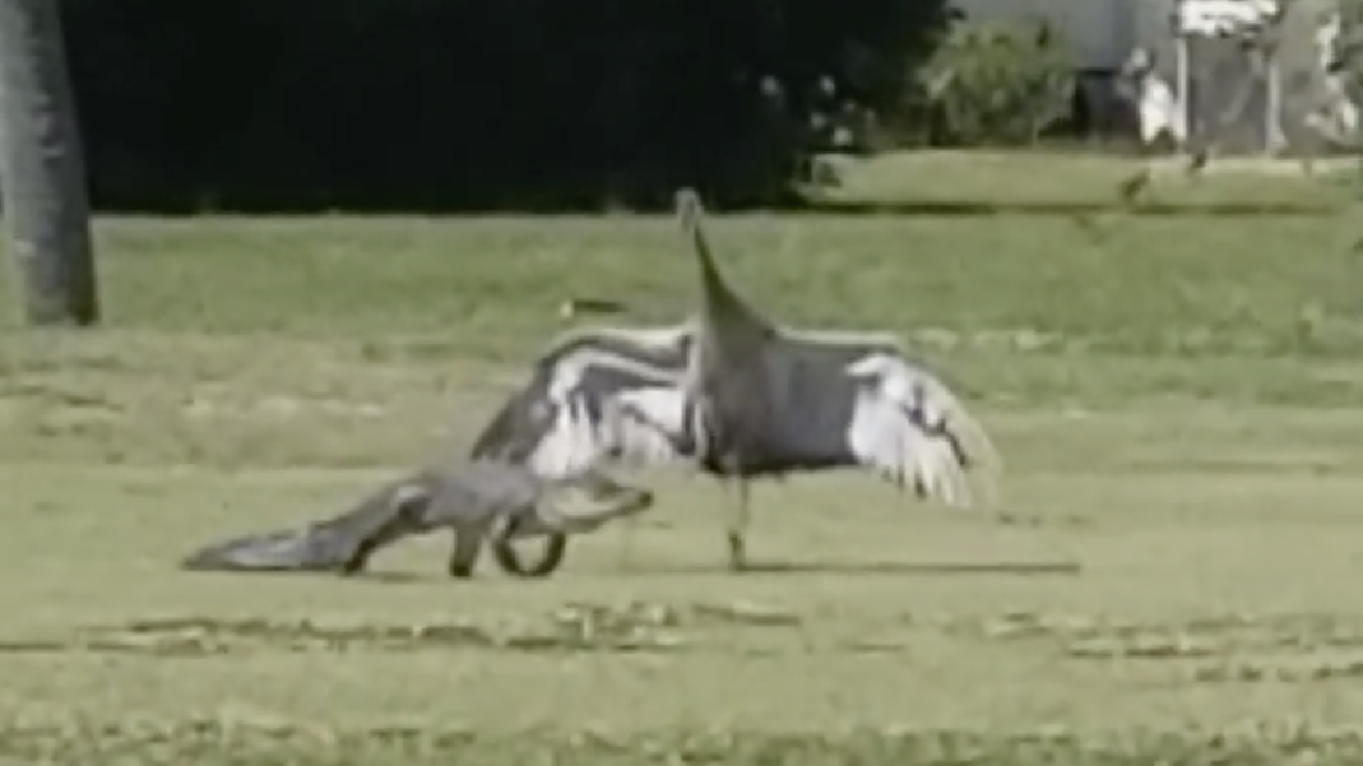 Have You Seen This? Bird stops alligator from hurting baby birds