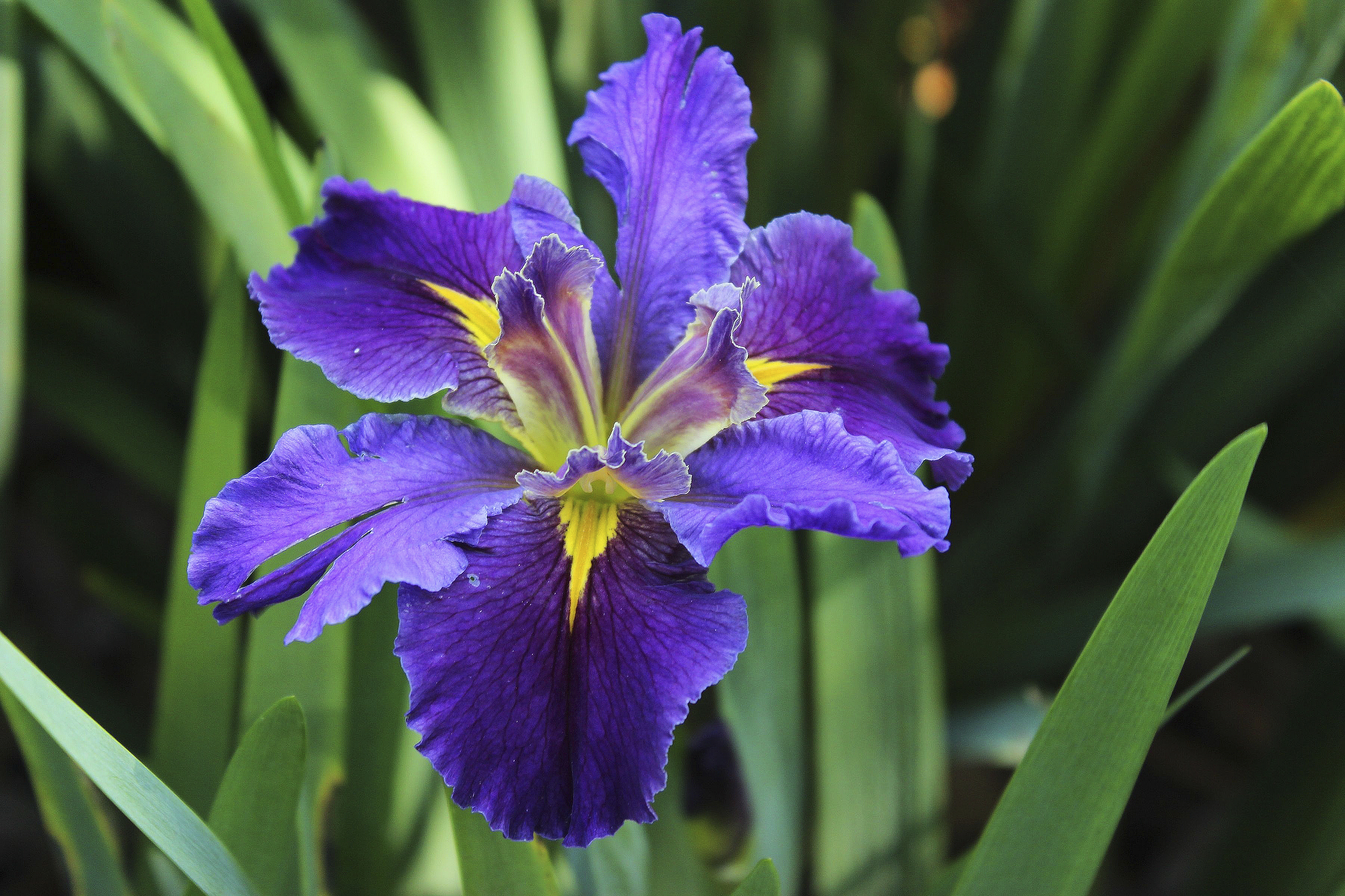 Petal power: Group works to preserve wild Louisiana irises