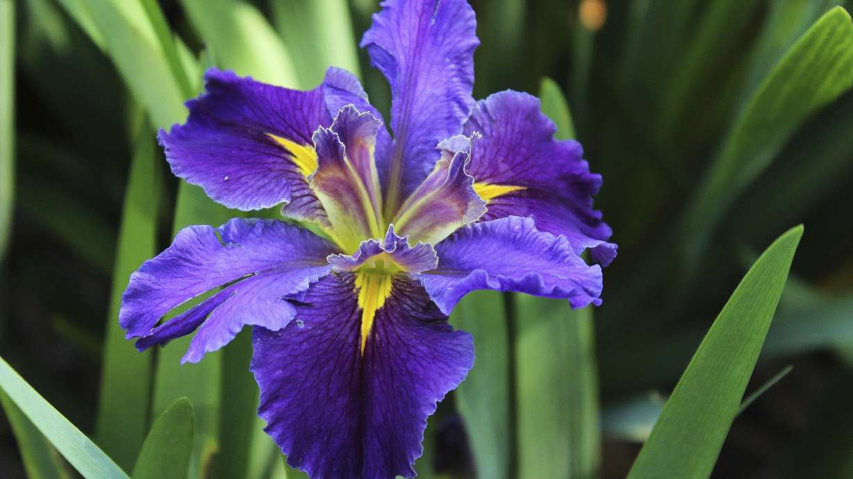 Petal power: Group works to preserve wild Louisiana irises