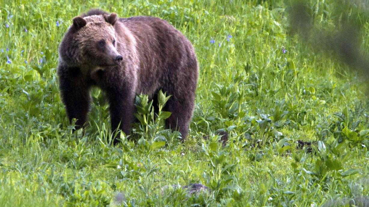 Idaho wildlife officials approve limited grizzly bear hunt