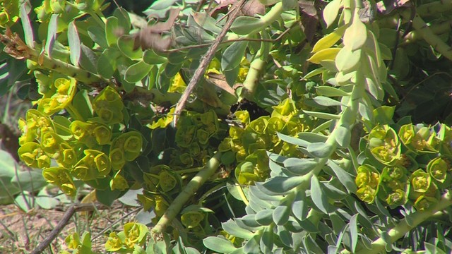 Purge the spurge: How to recognize and remove one of Salt Lake's most noxious weeds