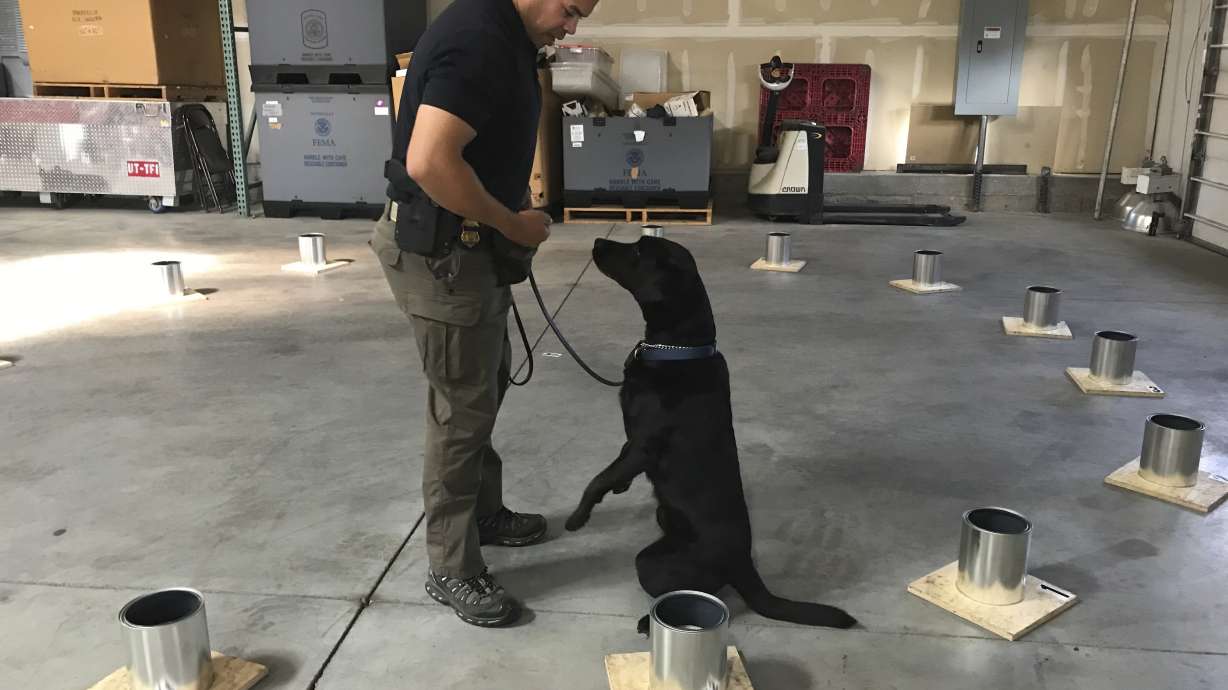State, federal K-9 officers hone dogs' skills in Utah