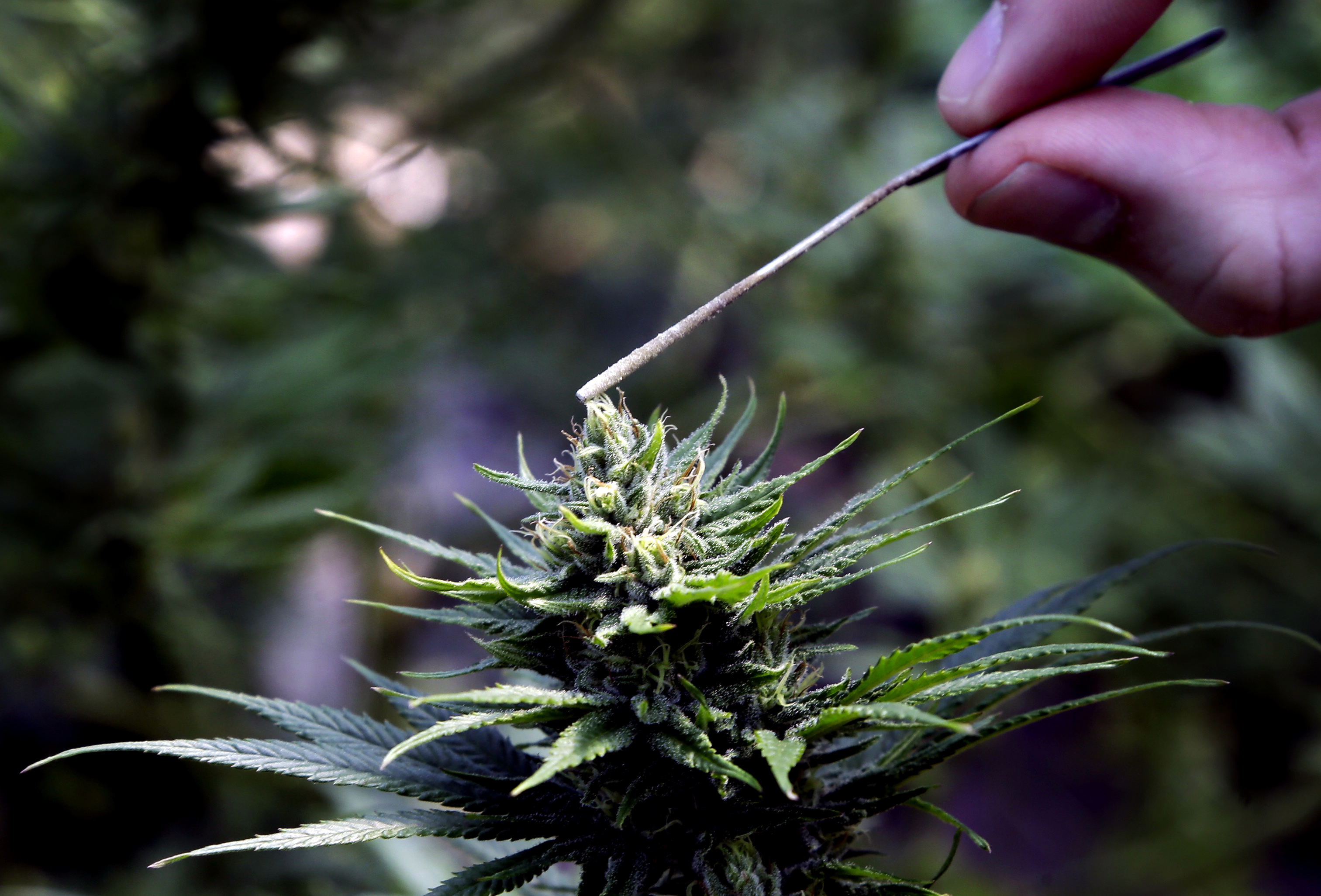 Marijuana growers turning to hemp as CBD extract explodes