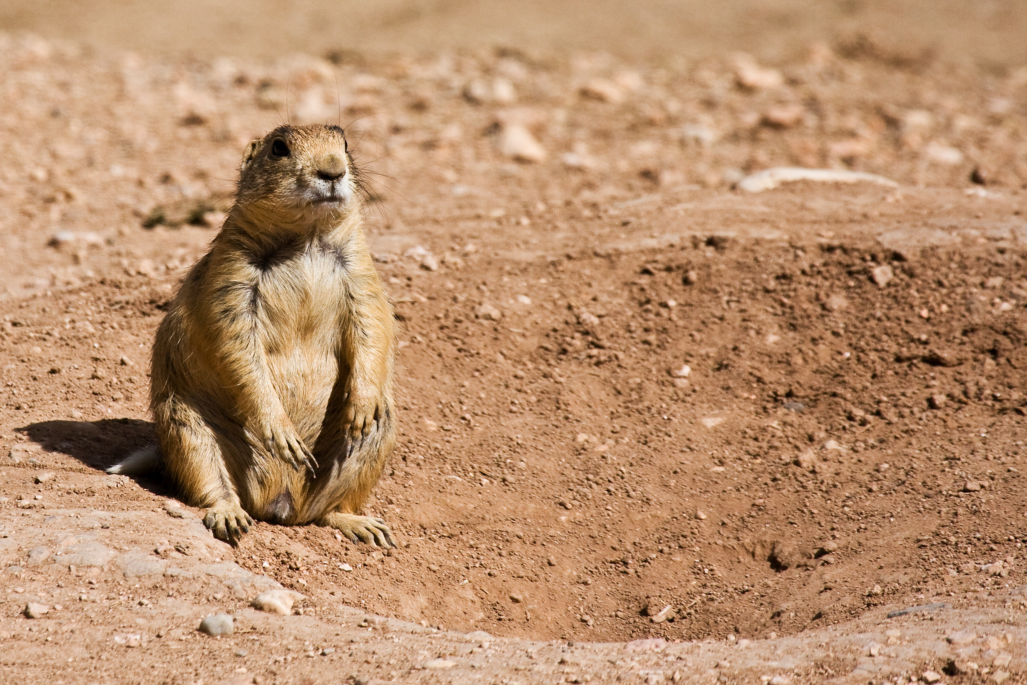 Prairie dog feces cause E. coli contamination of Bryce Canyon drinking water, officials say