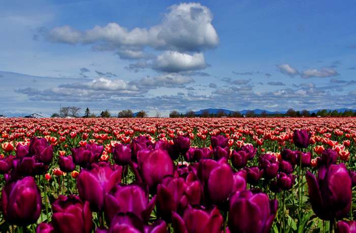 (Photo:sea turtle, Flickr, Creative Commons)